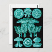 Carte Postale Méduse (Devant / Derrière)