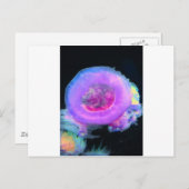 Carte Postale Méduse (Devant / Derrière)