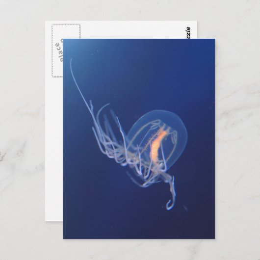 Carte Postale méduse (Devant / Derrière)
