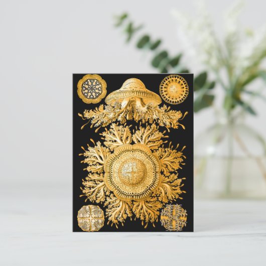 Carte Postale Méduse (Debout devant)