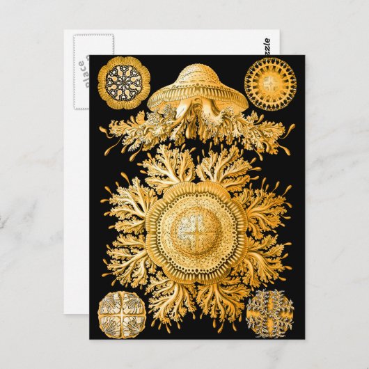 Carte Postale Méduse (Devant / Derrière)