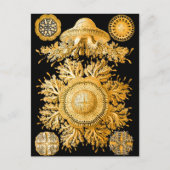 Carte Postale Méduse (Devant)