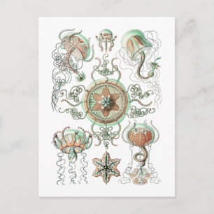 Carte Postale Méduse