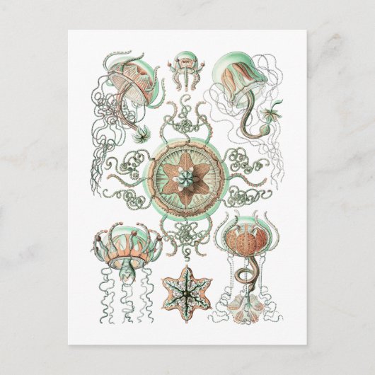 Carte Postale Méduse (Devant)