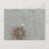 Carte Postale Méduse  (Devant)