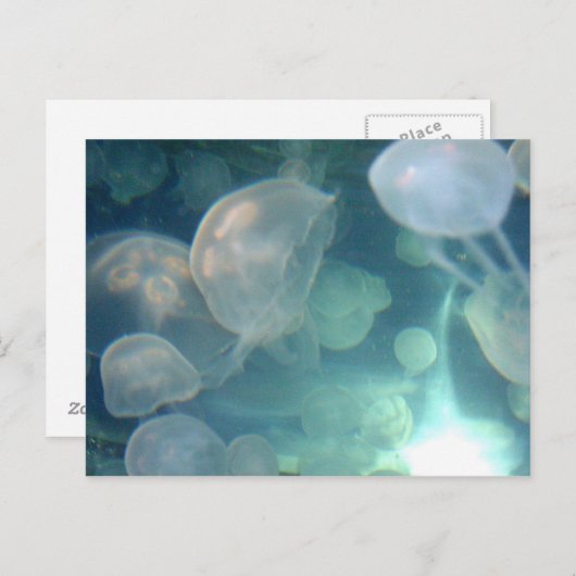 Carte Postale Méduse (Devant / Derrière)