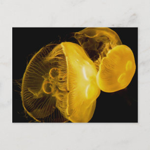 Carte Postale Méduse