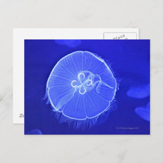 Carte Postale Méduse (Devant / Derrière)