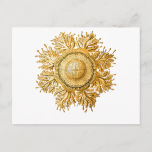 Carte Postale Méduse