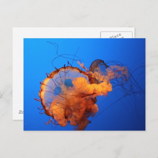 Carte Postale Méduse (Devant / Derrière)