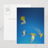 Carte Postale Méduse (Devant / Derrière)