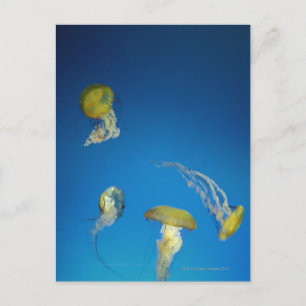 Carte Postale Méduse
