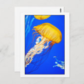 Carte Postale Méduse (Devant / Derrière)