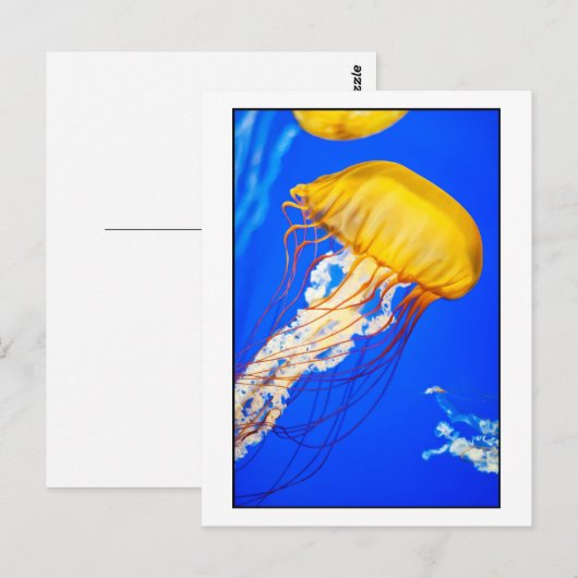 Carte Postale Méduse (Devant / Derrière)