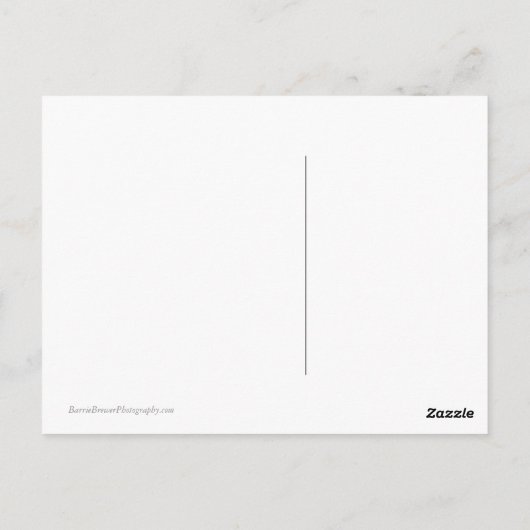 Carte Postale Méduse (Dos)