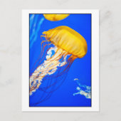 Carte Postale Méduse (Devant)