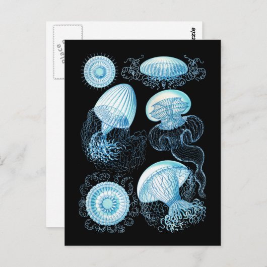 Carte Postale Méduse (Devant / Derrière)