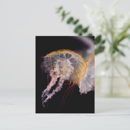 Carte Postale Méduse (Debout devant)