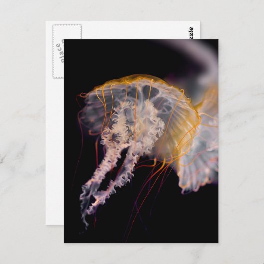 Carte Postale Méduse (Devant / Derrière)