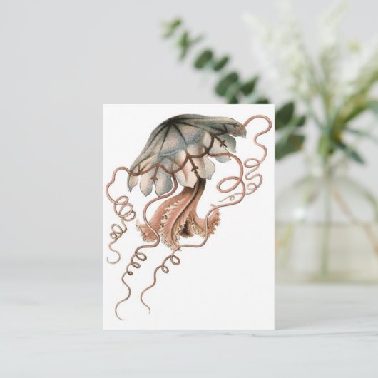 Carte Postale Méduse (Debout devant)