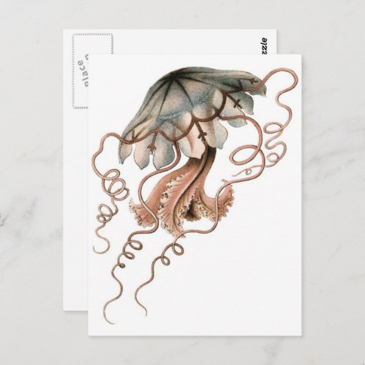 Carte Postale Méduse (Devant / Derrière)