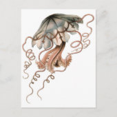 Carte Postale Méduse (Devant)