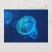 Carte Postale Méduse bleue (Devant)