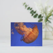 Carte Postale Méduse de l'ortie (Debout devant)