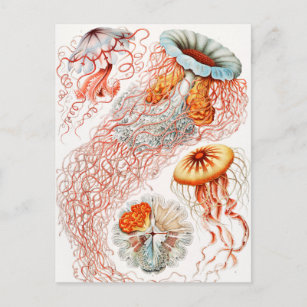 Carte Postale Méduse, Discomedusae par Ernst Haeckel