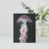 Carte Postale Méduse juvénile, Chrysaora (Pelagia) (Debout devant)