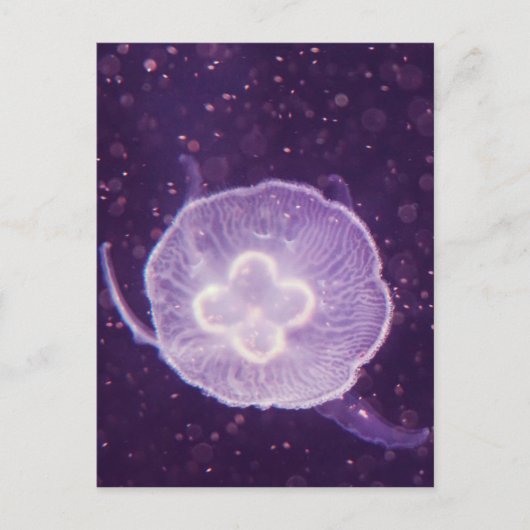 Carte Postale Méduse natante (Devant)