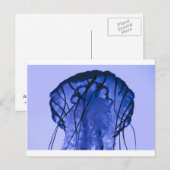 Carte Postale Méduse sur bleu (Devant / Derrière)