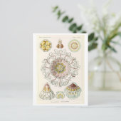 Carte Postale Méduse vintage par Haeckel (Debout devant)