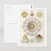 Carte Postale Méduse vintage par Haeckel (Devant / Derrière)