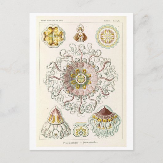 Carte Postale Méduse vintage par Haeckel (Devant)