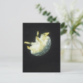 Carte Postale Méduses (Debout devant)