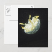 Carte Postale Méduses (Devant / Derrière)