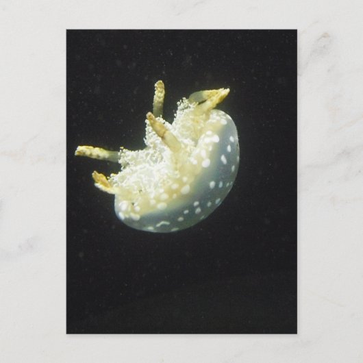 Carte Postale Méduses (Devant)