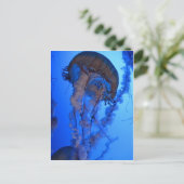 Carte Postale Méduses (Debout devant)