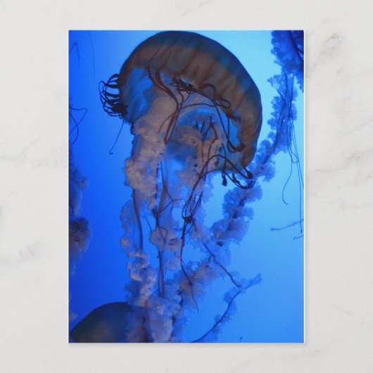 Carte Postale Méduses (Devant)