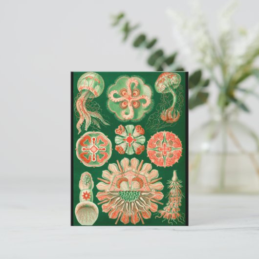 Carte Postale Méduses (Debout devant)