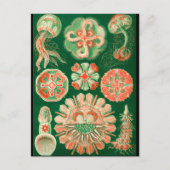 Carte Postale Méduses (Devant)