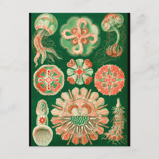 Carte Postale Méduses (Devant)