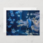 Carte Postale Méduses à S.E.A. Aquarium Singapour (Devant / Derrière)