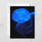 Carte Postale Méduses de lune (Devant / Derrière)