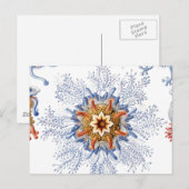 Carte Postale Méduses en orange et bleu (Devant / Derrière)