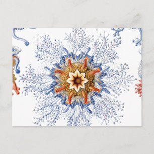 Carte Postale Méduses en orange et bleu