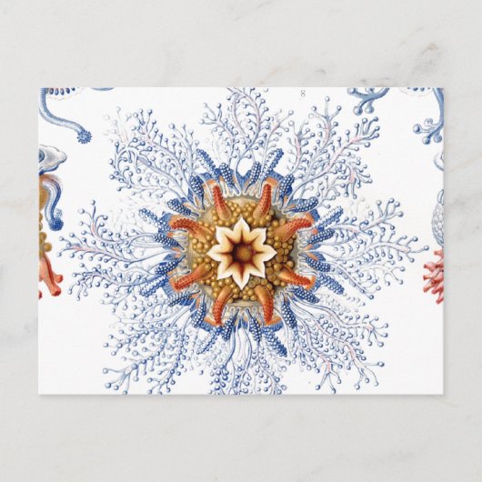 Carte Postale Méduses en orange et bleu (Devant)