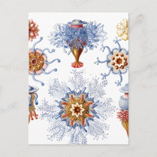 Carte Postale Méduses en orange et bleu
