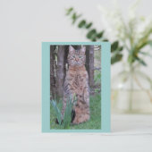 Carte postale Meercat (Debout devant)